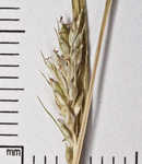 Asian shortstem sedge